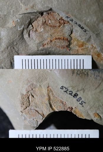 Phyllocystis?