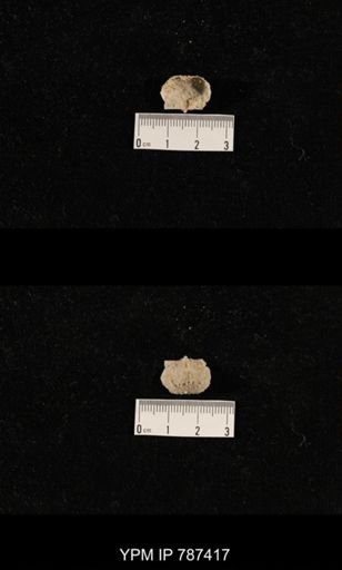 undet. Brachiopoda