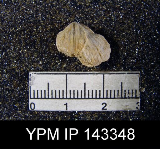 Spirifer (Neospirifer) musakheylensis