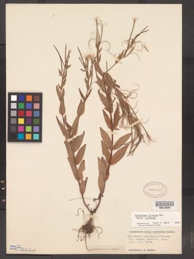 Epilobium ciliatum