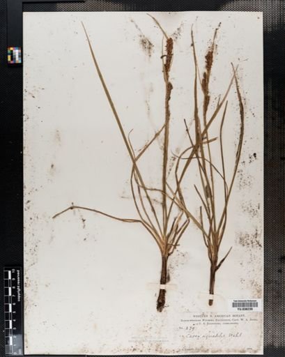 Carex aquatilis