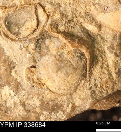 Protocardia subquadrata