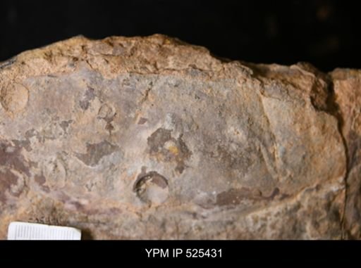 Hurdiidae?