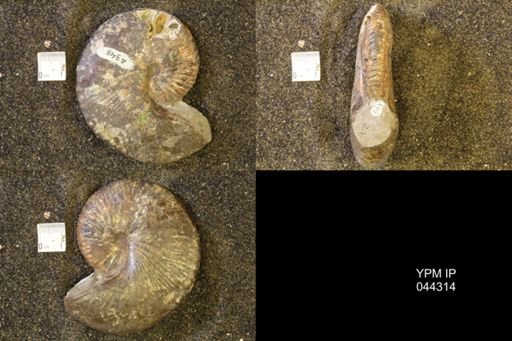 Hoploscaphites comprimus