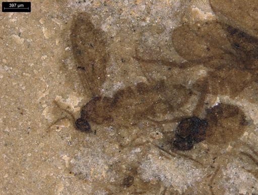 undet. Diptera