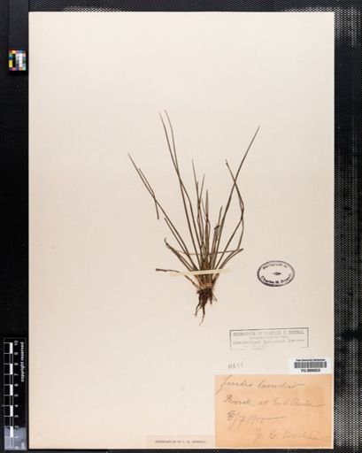 Isoetes
