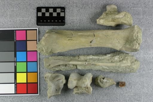 Subhyracodon sp.