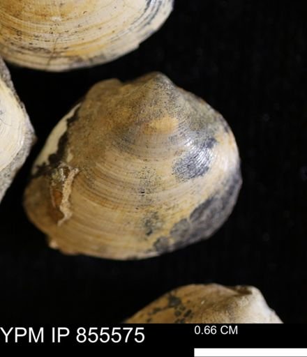 Limopsis striatopunctatus