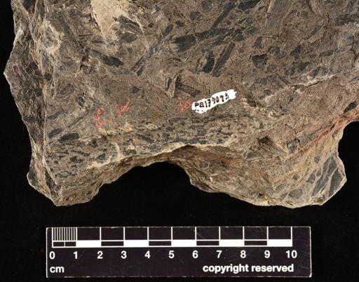 Lepidostrobus sp.