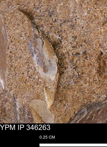 undet. Mollusca