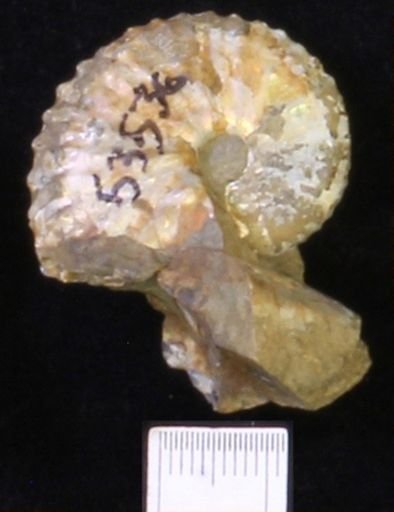 undet. Scaphitidae