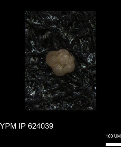 undet. Rugoglobigerinidae