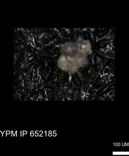 undet. Rugoglobigerinidae