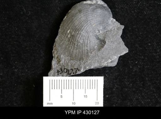 Retispira (Bucanopsis) leda