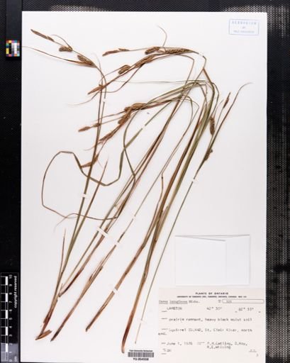 Carex lanuginosa