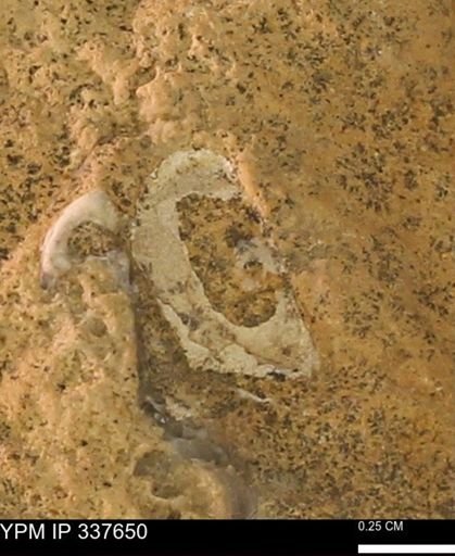 undet. Bivalvia