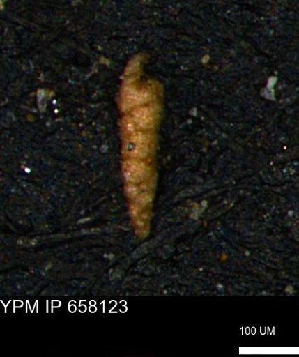 Verneuilinoides kansasensis