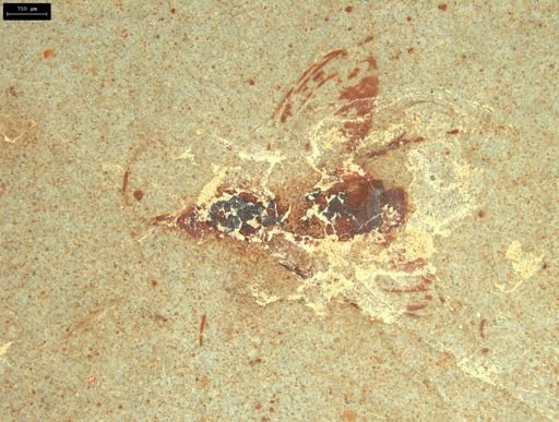 Diptera?