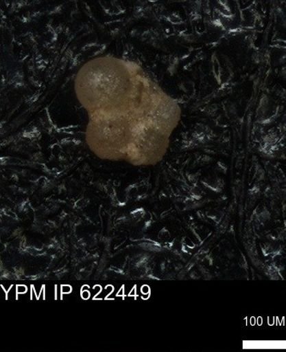undet. Rugoglobigerinidae
