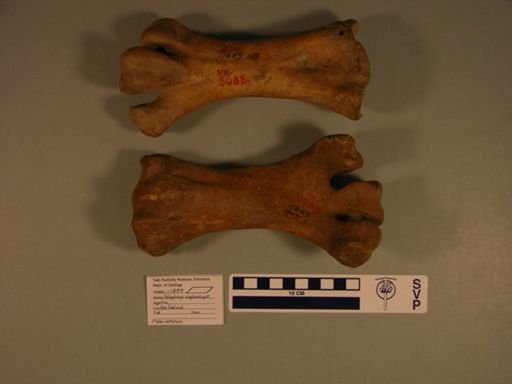 Palapteryx elephantopus