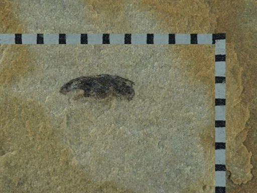 Cryptorhynchinae
