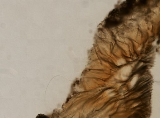 Echinostylinos sp.