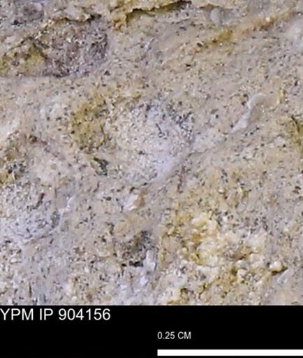 undet. Mollusca