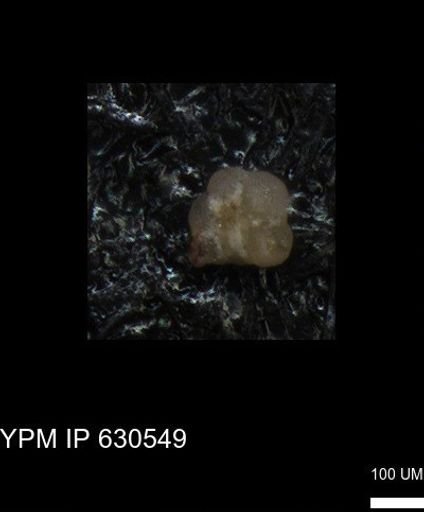 undet. Rugoglobigerinidae