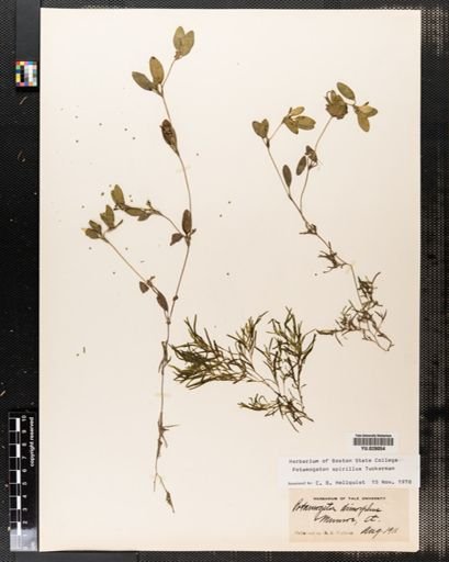 Potamogeton spirillus