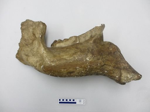 Merycoidodon periculorum