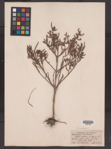 Salicornia europaea