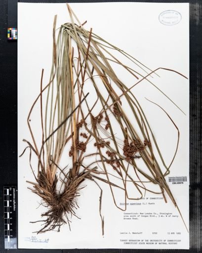 Scirpus cyperinus