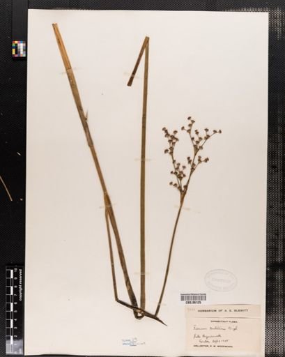 Juncus militaris