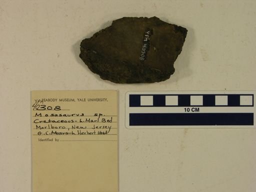 Mosasaurus sp.