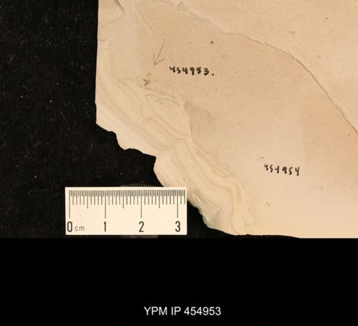 undet. Hemiptera