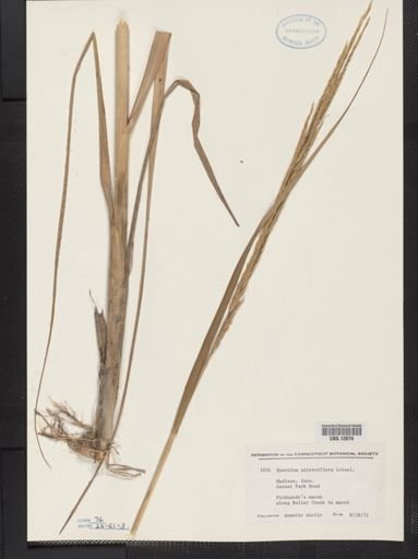 Spartina alterniflora