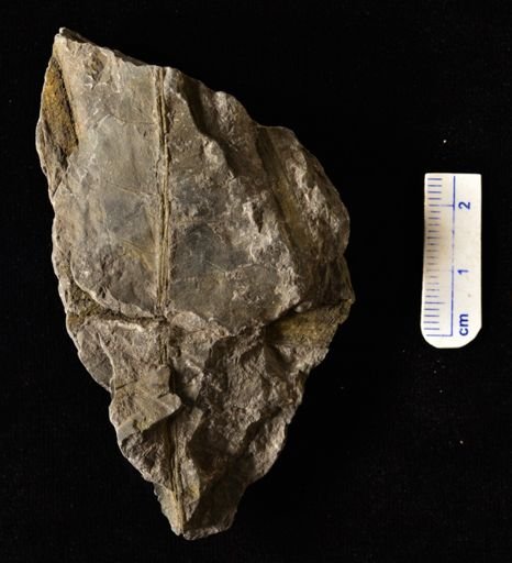 Camptopteris remondi