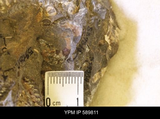 Hoploscaphites comprimus