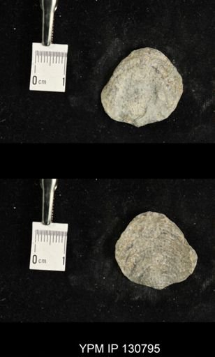 Spinatrypa spinosa