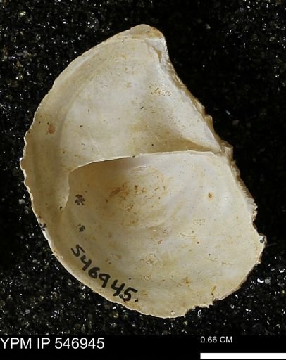 Crepidula fornicata