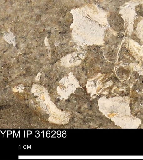 undet. Mollusca