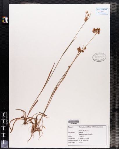 Luzula multiflora