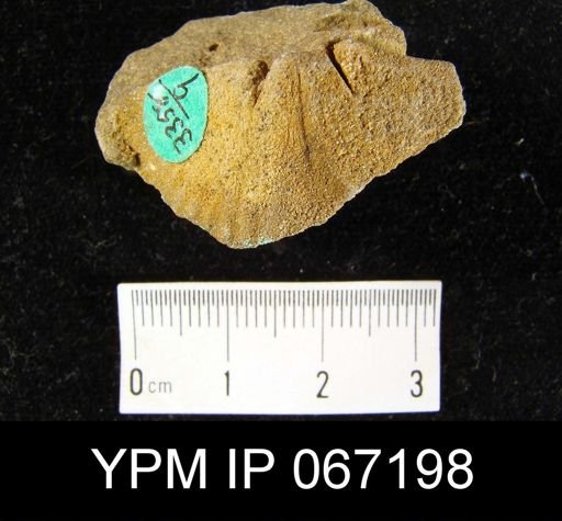 Spirifer whitneyi
