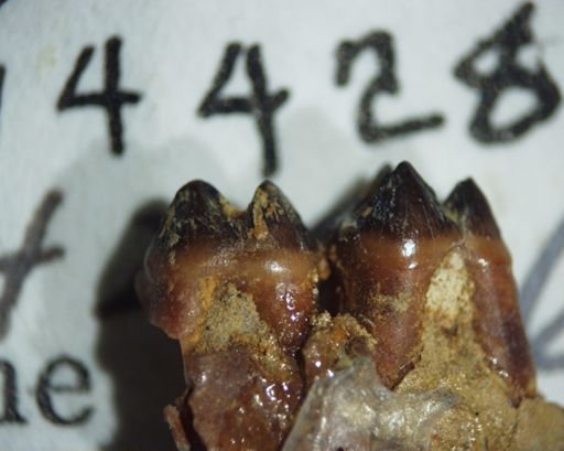 Ptilodus wyomingensis