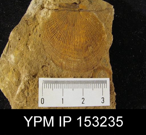 Streptorhynchus umbraculum
