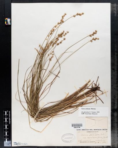 Carex echinata