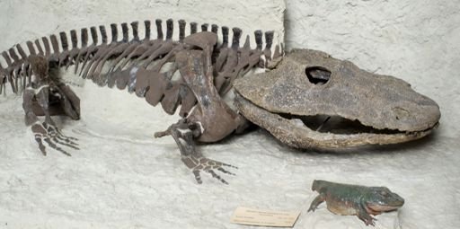 Eryops megacephalus