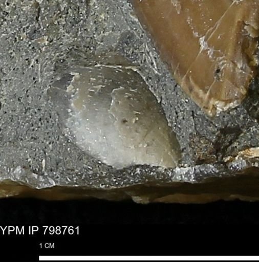 undet. Bivalvia