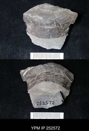 undet. Eurypterida