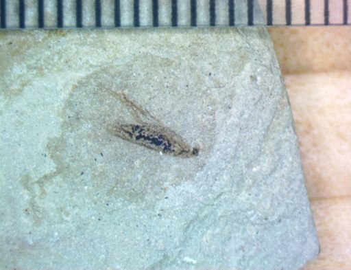 undet. Hemiptera